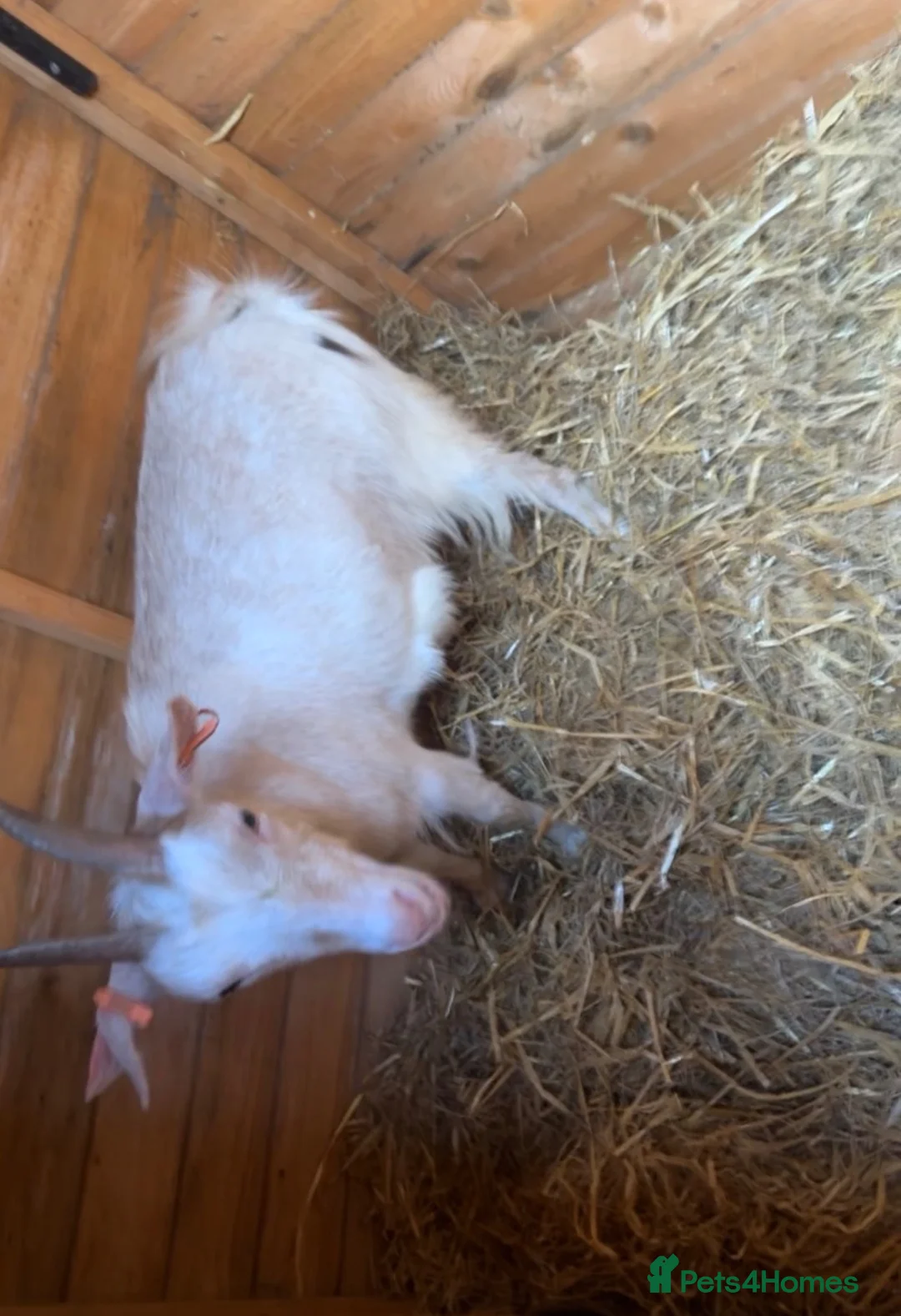 Goats livestock for sale: Pygmy goats 1 Billy 1 nanny in Barnsley - Advert 2