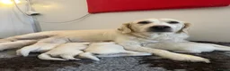 Golden Retriever dogs for sale: Female Cream Golden Retriever Puppies  - Advert 3