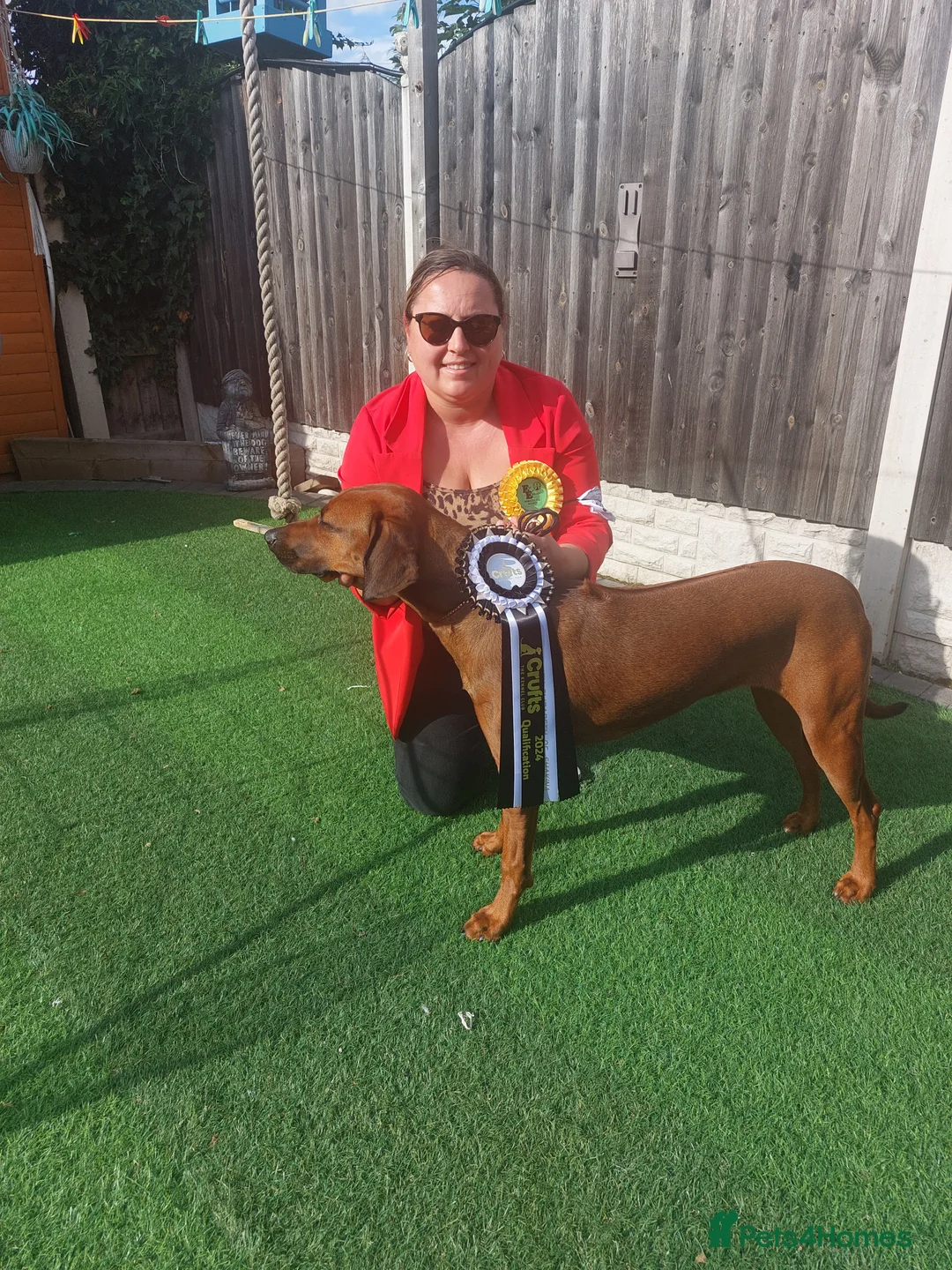 Rhodesian Ridgeback dogs for stud: Rhodesian Ridgeback Stud (Champion Bloodline) in Doncaster - Advert 3