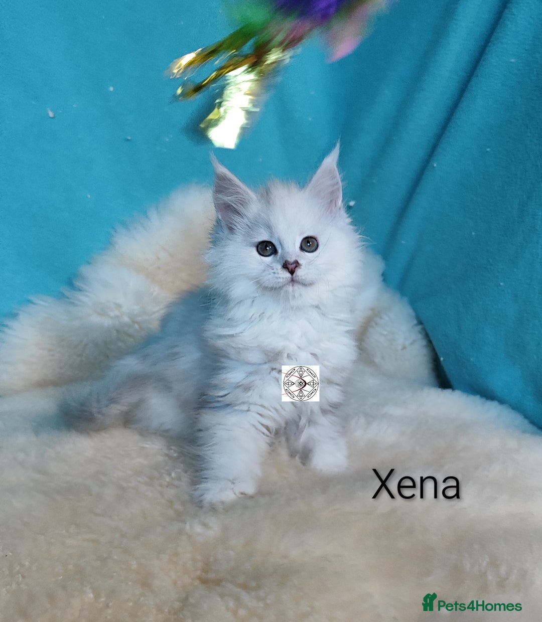 Maine Coon cats for sale: Unique maine coon kittens ❤️ - Advert 20