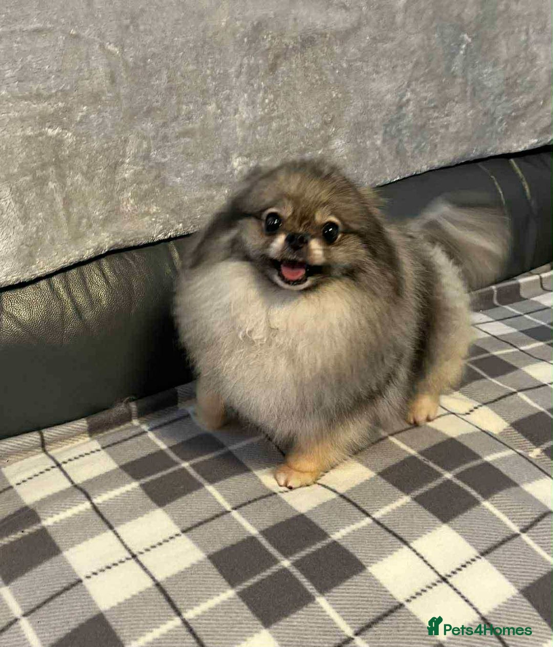 Pomeranian dogs for sale: For sale (Rehoming) 3,5 years female Pom  - Advert 1