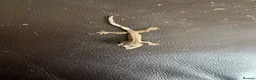 Gecko reptiles for sale: Hatchling Crested Gecko in Sheffield - Advert 3
