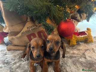 Miniature Dachshund dogs 8 weeks today 🌟 2 Girls remaining 💕 - Advert 2