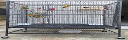 Lovebirds birds for sale: Lutino Lovebirds (Pair) with Cage Included - Advert 2