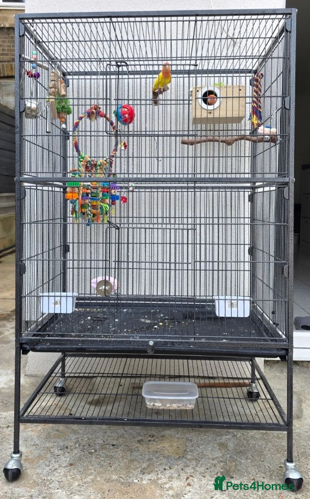 Lovebirds birds for sale: Lutino Lovebirds (Pair) with Cage Included - Advert 2