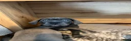 Cane Corso dogs for sale: Cane corso pups  - Advert 16