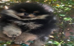 Pomeranian dogs for sale: Champion KC Russian/Taiwan tiny Pomaranian  - Image 2