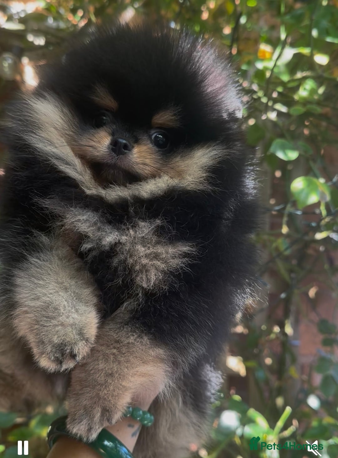 Pomeranian dogs for sale: Champion KC Russian/Taiwan tiny Pomaranian  - Image 2