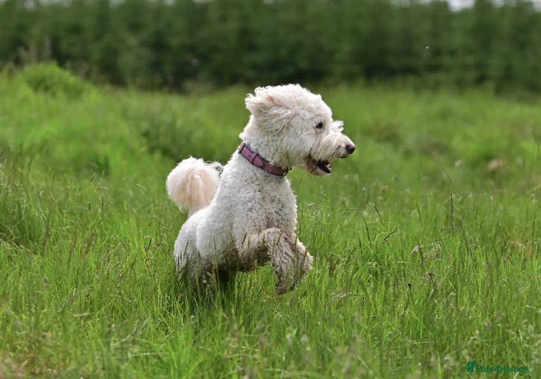 Mixed Breed dogs for sale: Australian Labradoodle Puppies for Sale - Advert 2