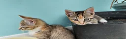 Mixed Breed cats for sale: 🐱 3 Beautiful Friendly Tabby Kittens in Milton Keynes - Advert 22