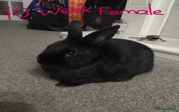 Netherland Dwarf rabbits for sale: netherland dwarf x minilop 5 black / brown rabbits - Image 21