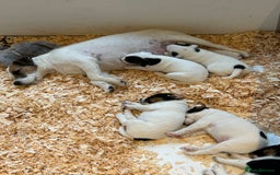 Jack Russell dogs for sale: 3 Lovely jack Russel girls - Image 8