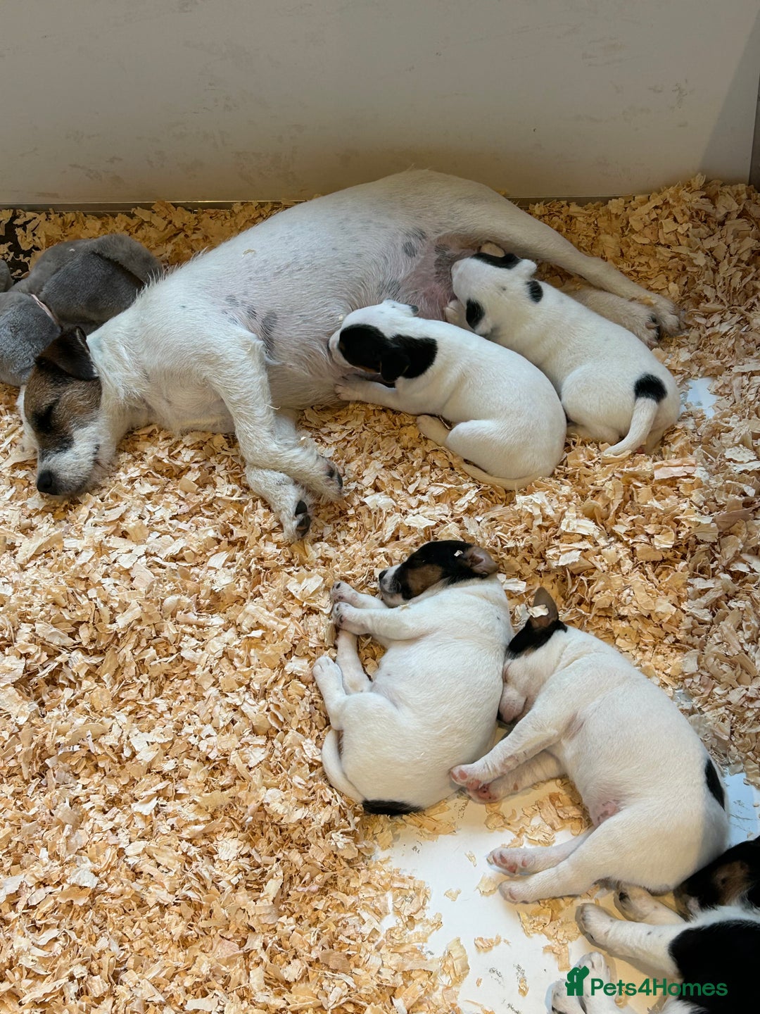Jack Russell dogs for sale: 3 Lovely jack Russel girls - Image 8