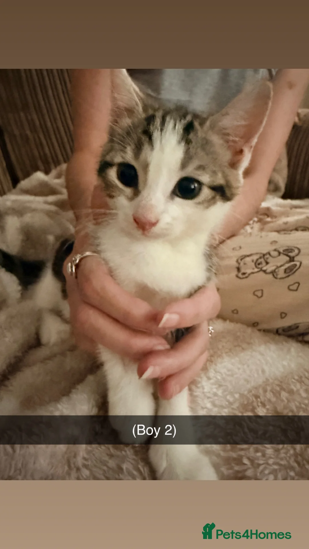 Domestic Shorthair cats for sale: kittens  - Advert 2