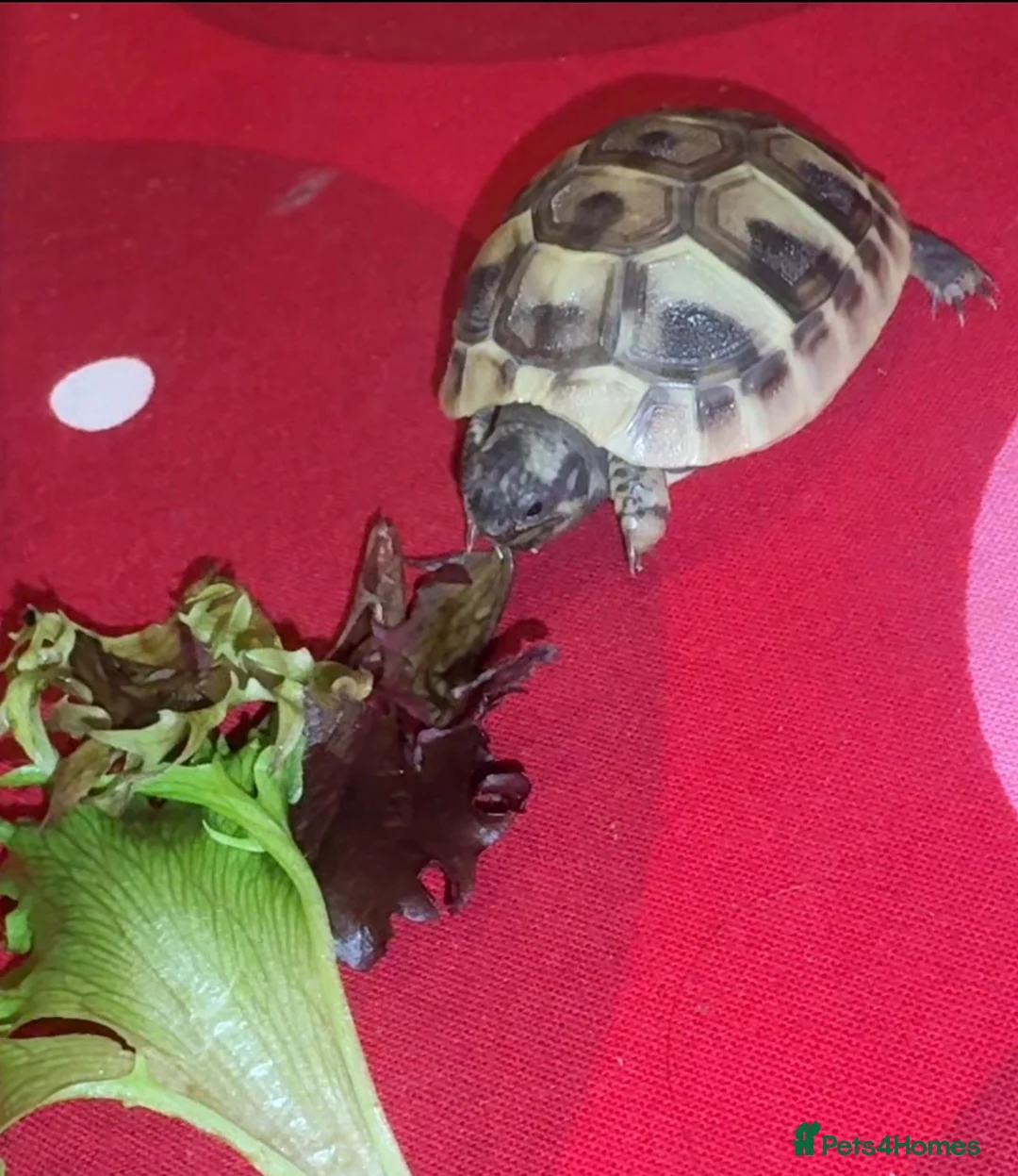 Hermann Tortoise reptiles for sale: Baby Herman Tortoise  in Belvedere - Advert 1