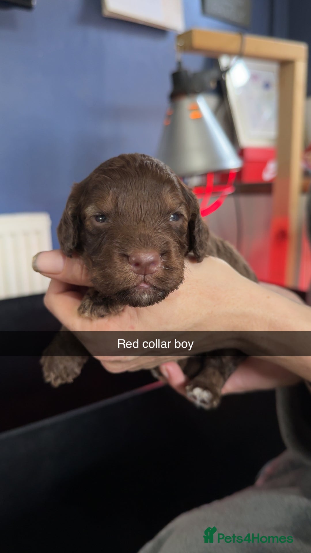 Cockapoo dogs for sale: ABSOLUTELY GORGEOUS F1 COCKAPOO PUPS!! - Image 5
