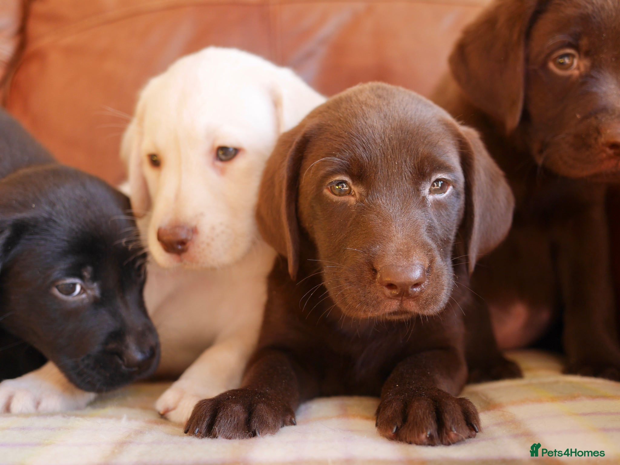 Labrador Retriever dogs Beautiful Health Tested Labrador Puppies - Advert 2