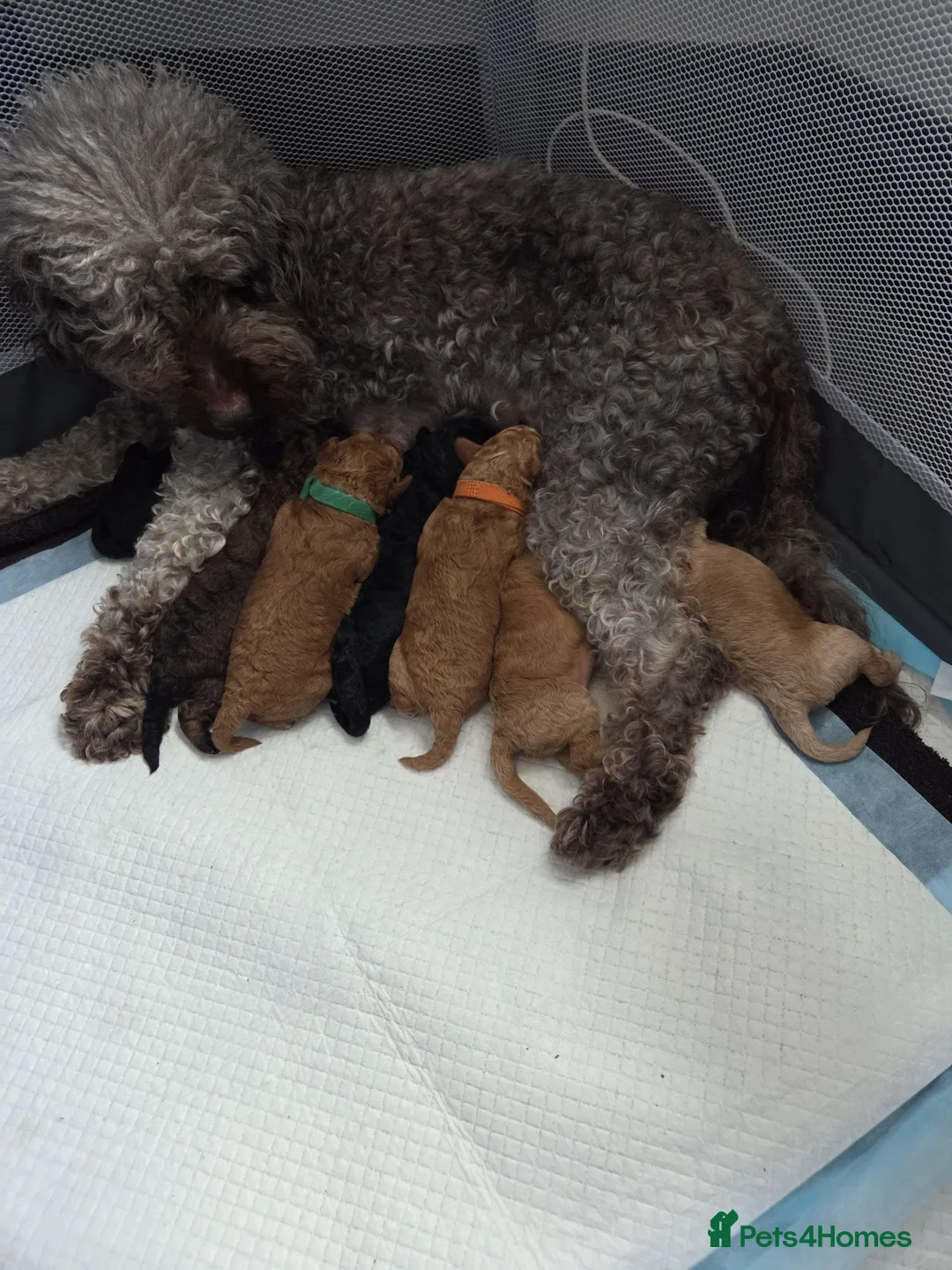 Mixed Breed dogs for sale: Double doodle puppies - Advert 2