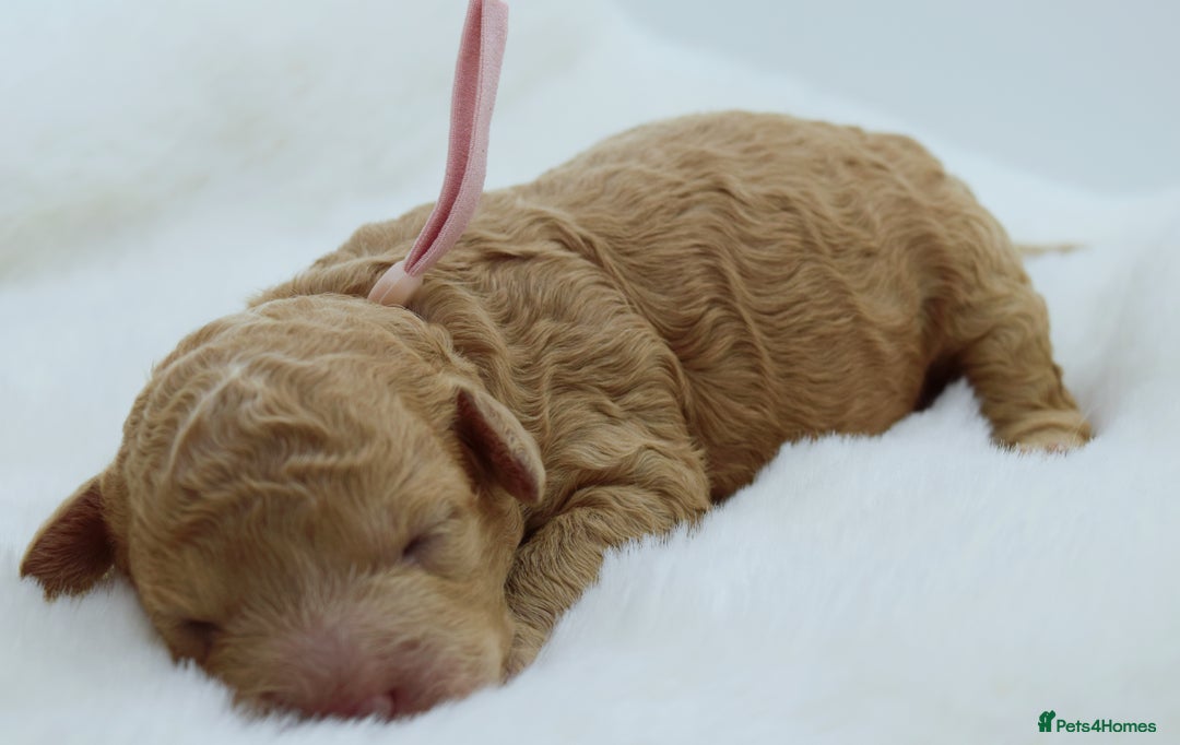 Cavapoo dogs for sale: Extensively health tested F1b curly Cavapoos  - Image 8
