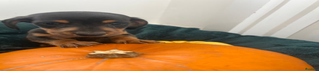 Dachshund Puppy 1