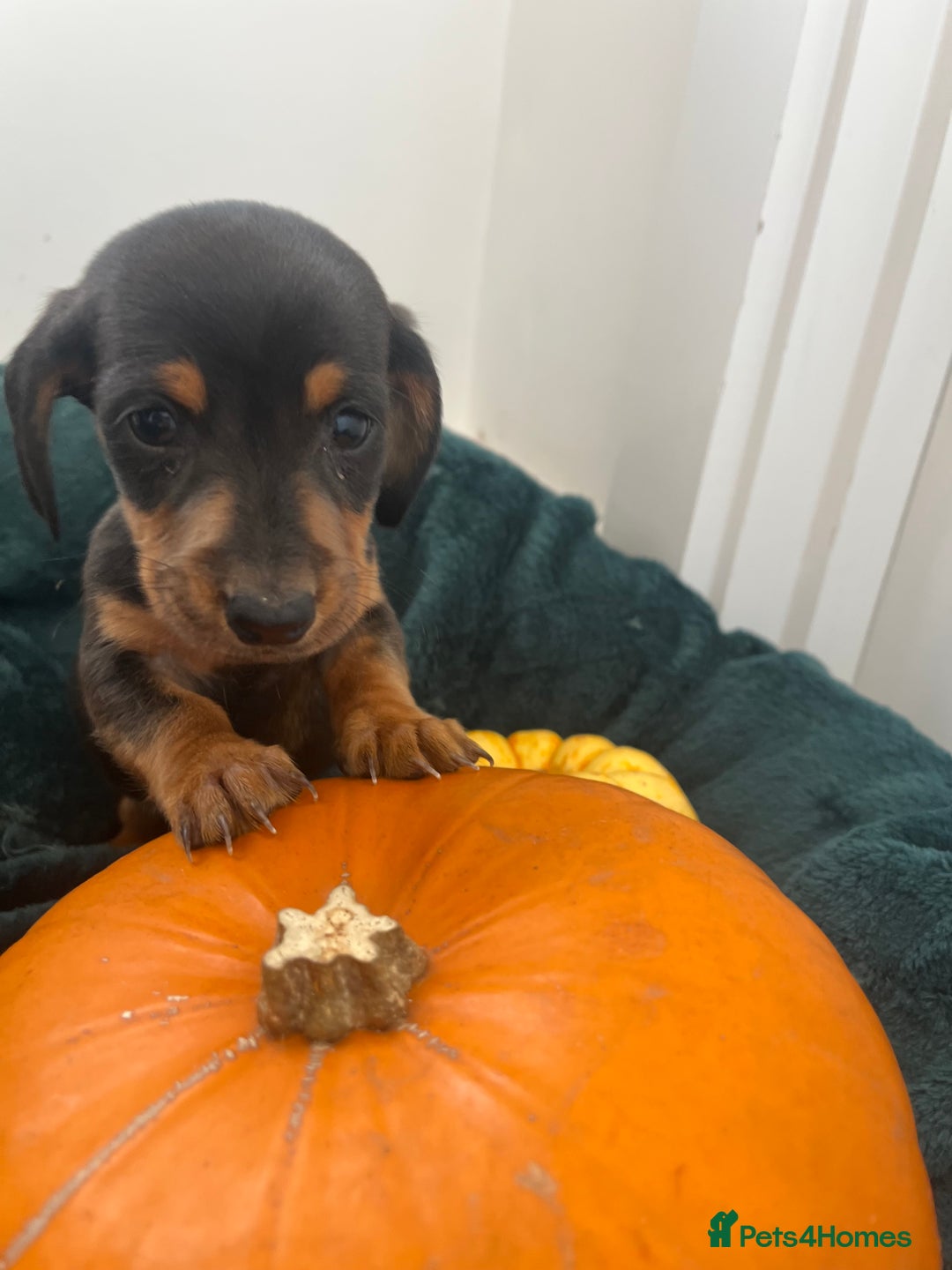 Dachshund dogs for sale: 6 beautiful dachshund puppies  - Image 23