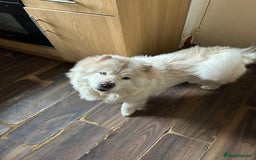 Chow Chow dogs for sale: 2 female chow chow  - Image 5