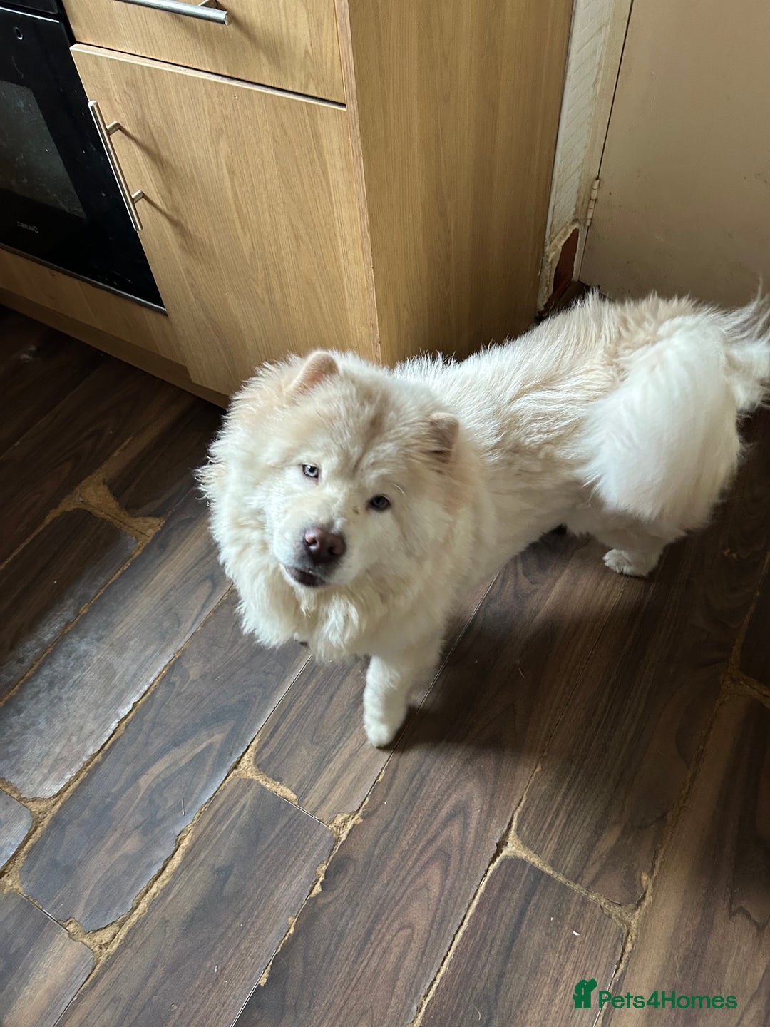 Chow Chow dogs for sale: 2 female chow chow  - Image 5