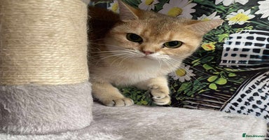 British Shorthair cats - Advert 8