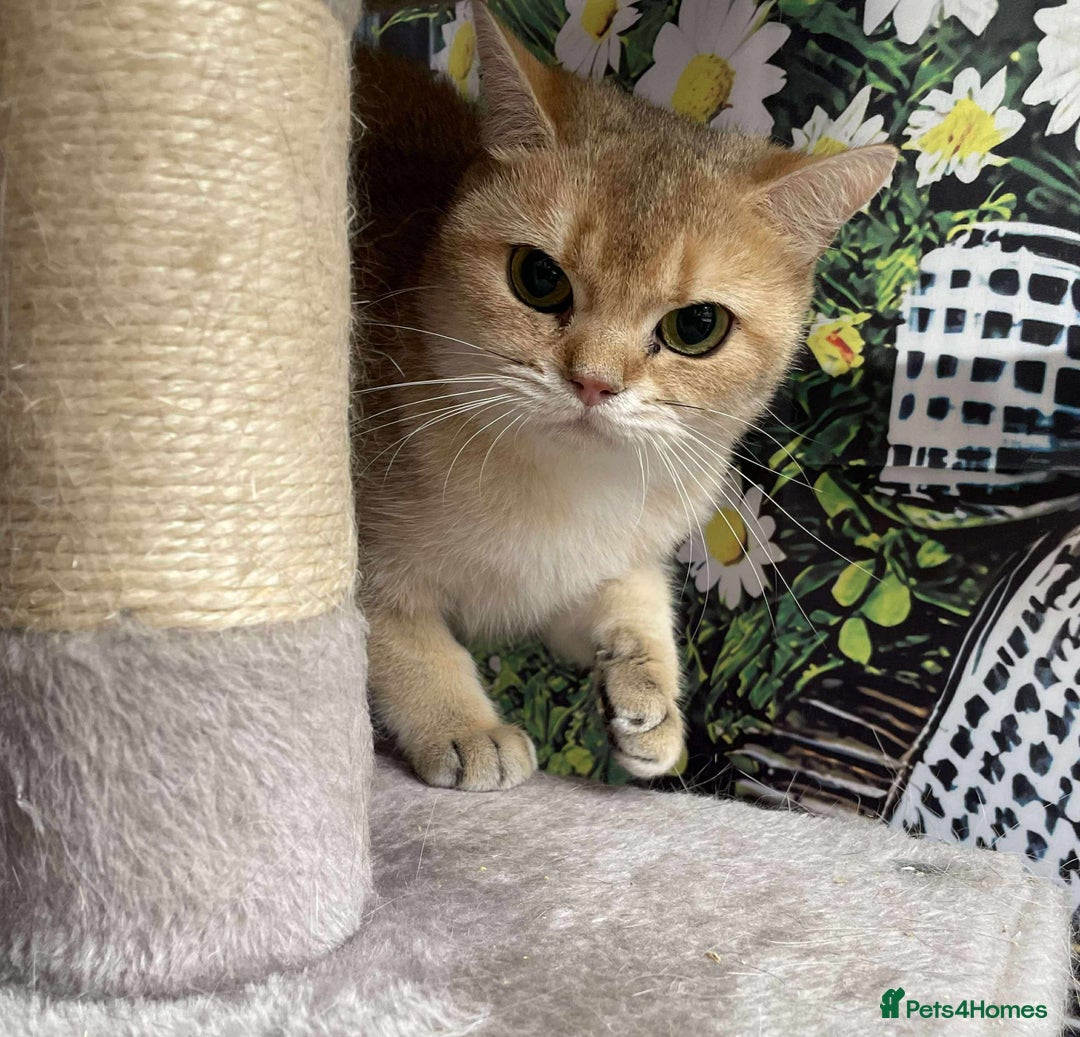 British Shorthair cats for sale: British shorthair FEMALES. Looking for a new homes - Image 3