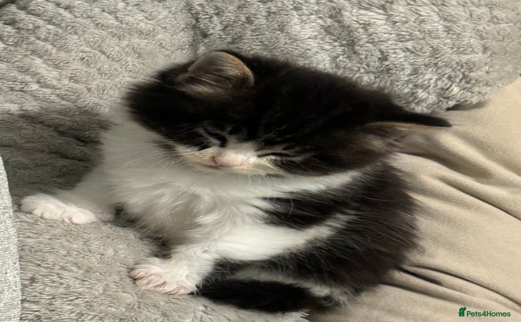 Mixed Breed cats - Advert 6