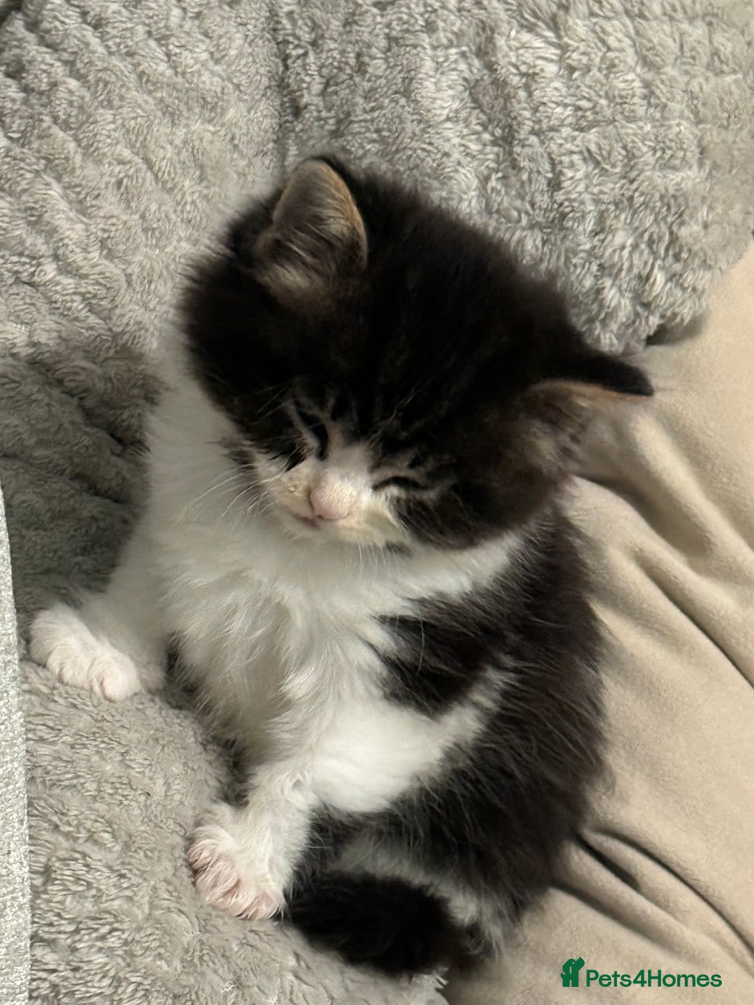Mixed Breed cats for sale: Male kitten - Image 1