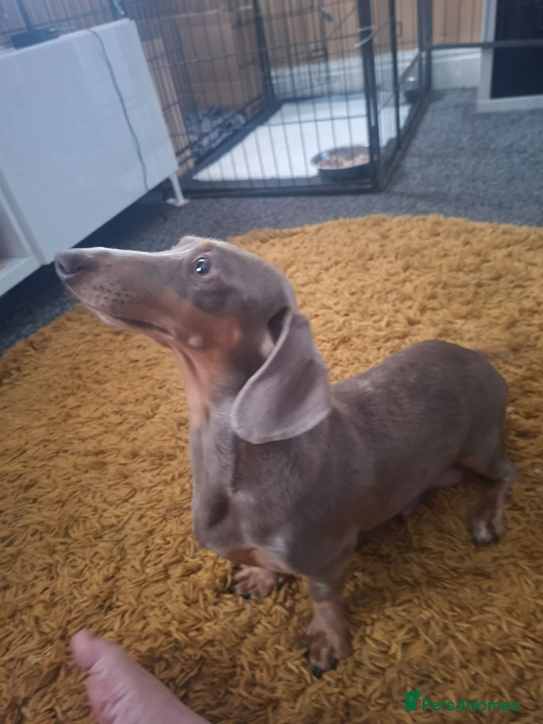 Miniature Dachshund dogs for sale: Minature daschund - Advert 2