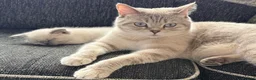 British Shorthair cats for sale: Adorable british shorthair x ragamuffin kittens - Advert 16