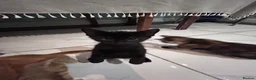 Domestic Shorthair cats for sale: 2 final kitties are waiting for their forever home - Advert 5