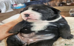 English Bulldog dogs for sale: Outstanding KC English Bulldogs, Top Quality Pups - Image 14