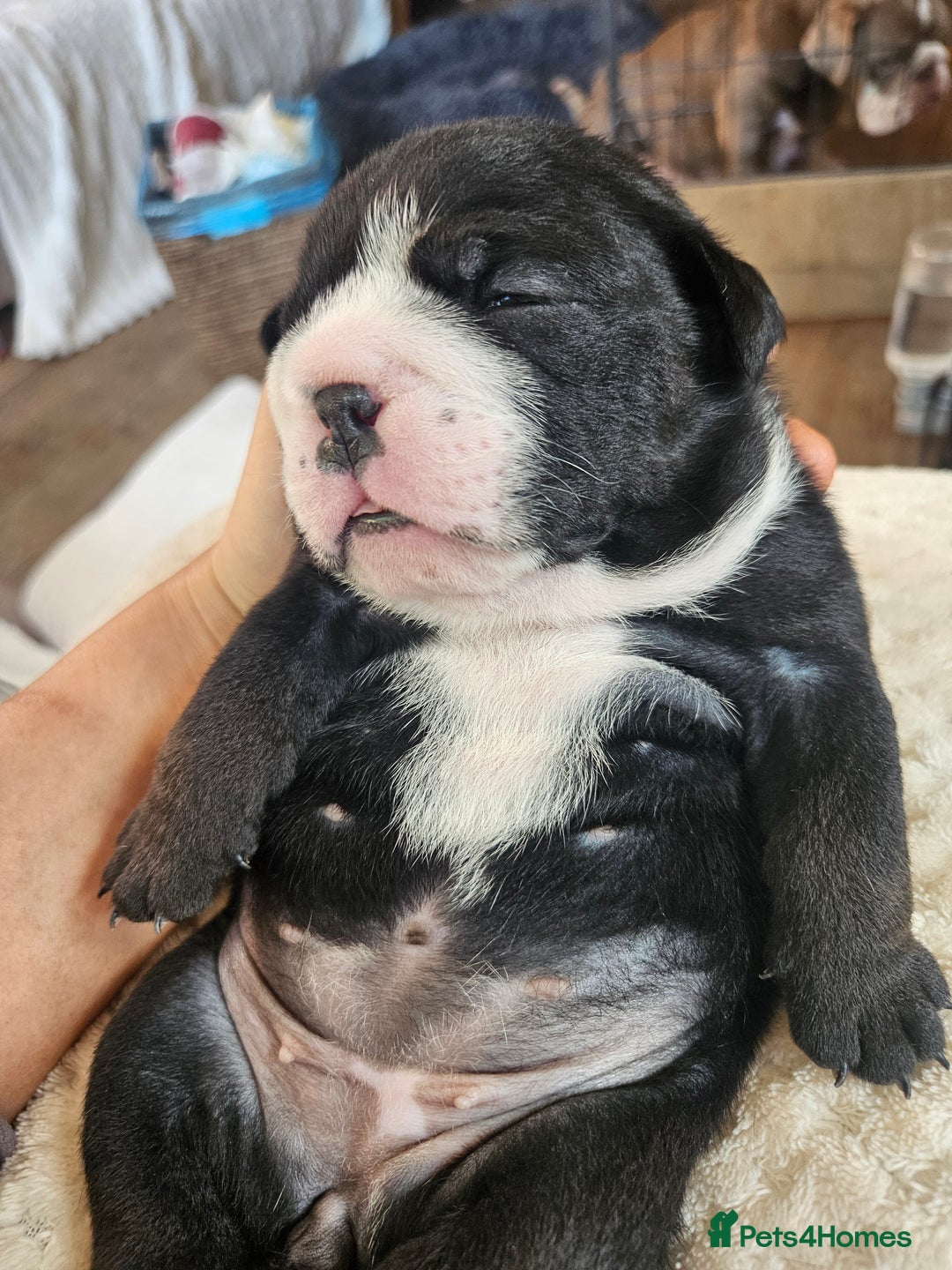 English Bulldog dogs for sale: Outstanding KC English Bulldogs, Top Quality Pups - Image 14