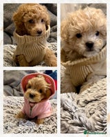 Maltipoo dogs Adorable F1B Maltipoos Ready for new 🏡 - Advert 11