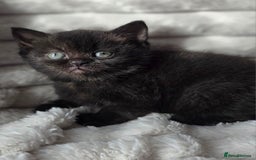 British Shorthair cats for sale: Gorgeous British Short-hair cross Kittens  - Image 31