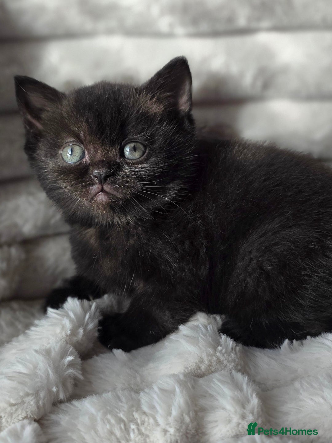 British Shorthair cats for sale: Gorgeous British Short-hair cross Kittens  - Image 31