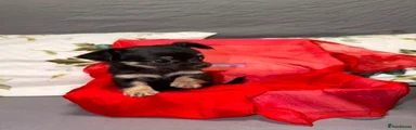 Chihuahua 2
