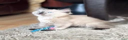 Ragdoll cats for sale: Gorgeous Ragdoll x female available now - Advert 6