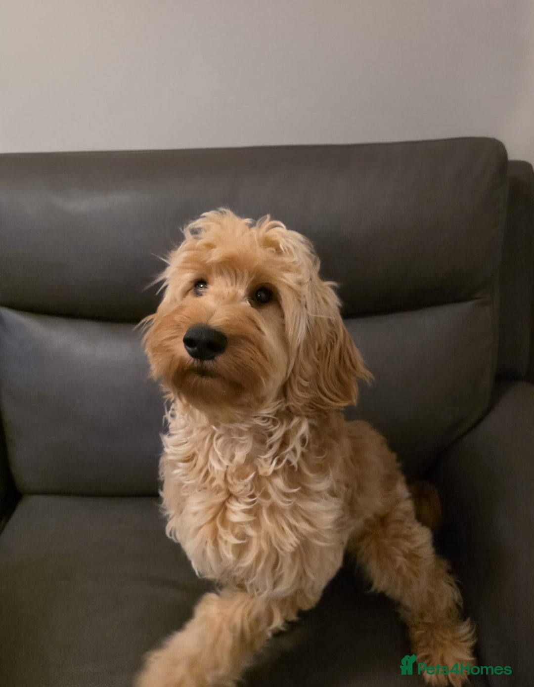 Cockapoo dogs for sale: Cockapoo - Advert 2