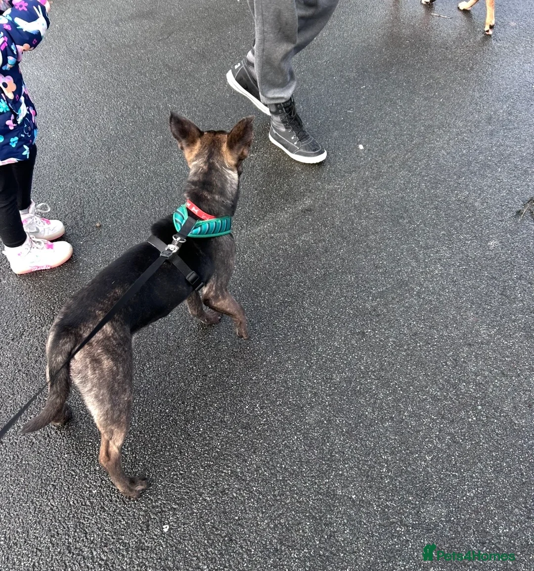 Mixed Breed dogs for sale: Beautiful Mixed Breed Puppy. Urgent Home Needed - Advert 2