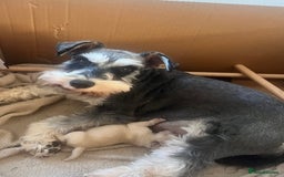 Miniature Schnauzer dogs for sale: RARE GORGEOUS WHITE MINIATURE SCHNAUZER - Image 2