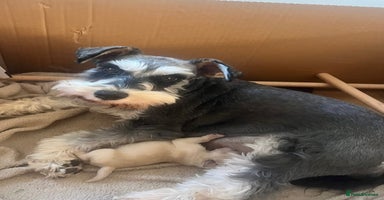 Miniature Schnauzer dogs - Advert 14