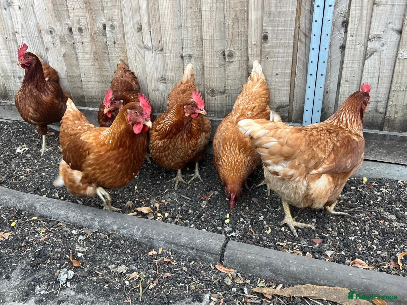 Chickens poultry Female Chickens - Advert 2