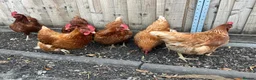 Chickens poultry for sale: Female Chickens - Advert 2
