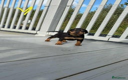 Mixed Breed dogs for sale: Vizsla/rottweiler - Image 11