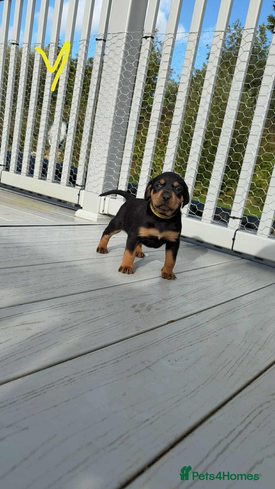 Mixed Breed dogs for sale: Vizsla/rottweiler - Image 11