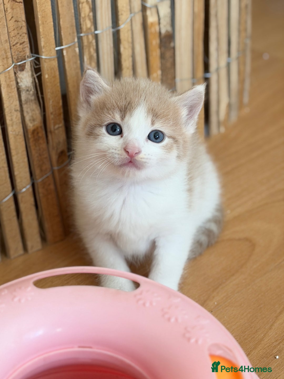 British Shorthair cats for sale: Looking for new home!!! - Advert 9